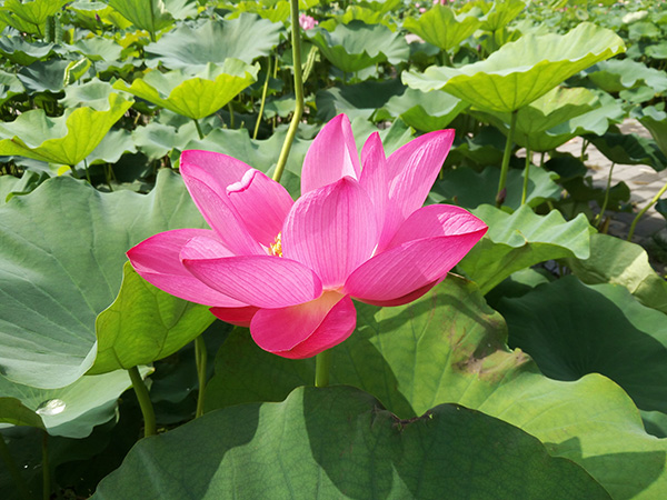 水生植物形态特征