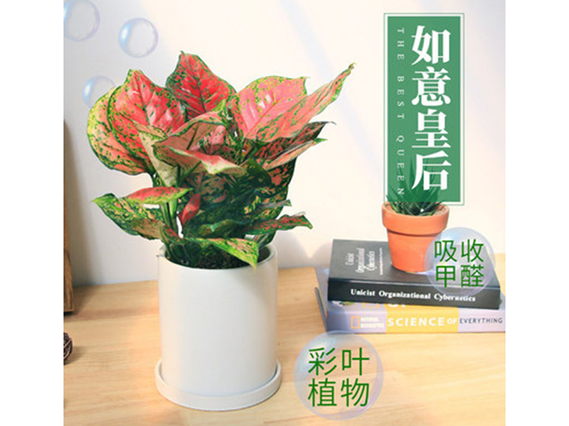 如意皇后