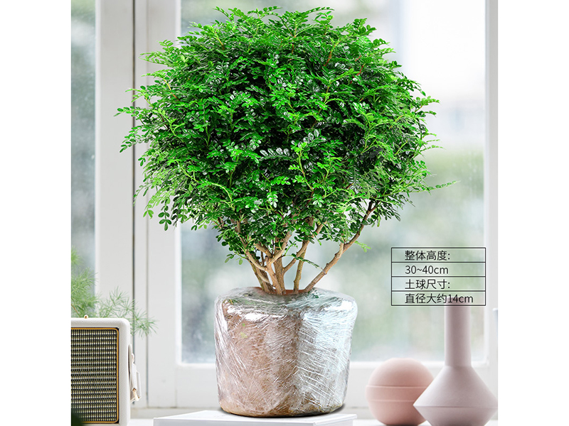 驱蚊草盆栽