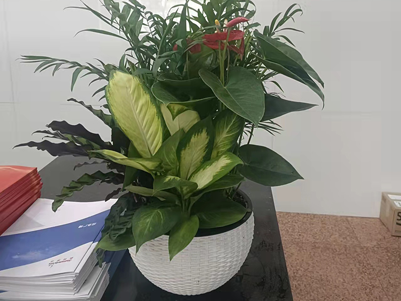 绿植组合租摆案例