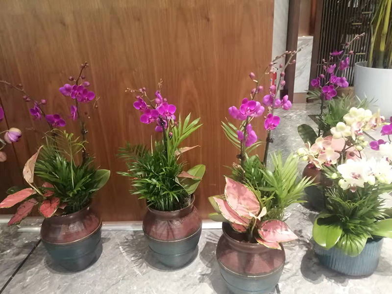 绿植组合租摆案例