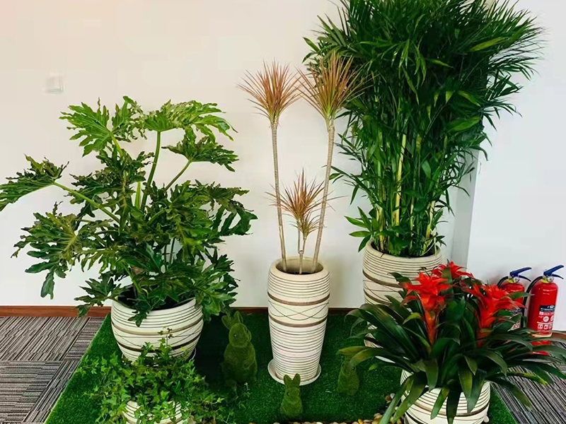 绿植组合租摆案例