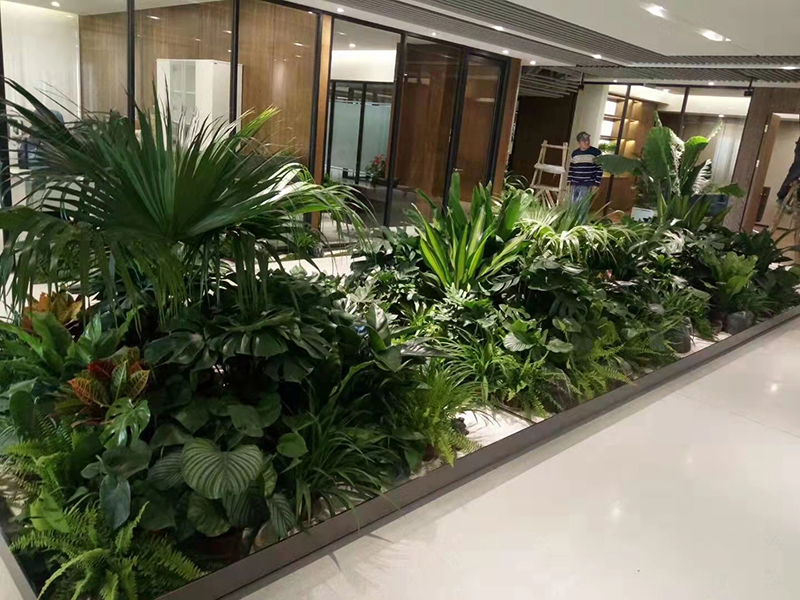 绿植组合租摆案例