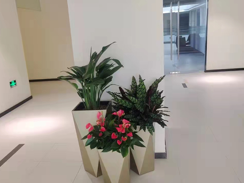 绿植组合租摆案例