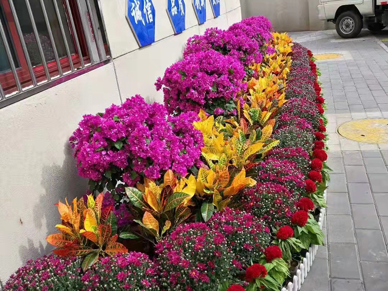 节日花坛