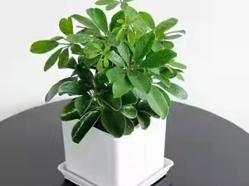 鸭掌木小