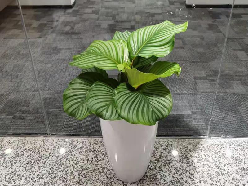 青苹果竹芋