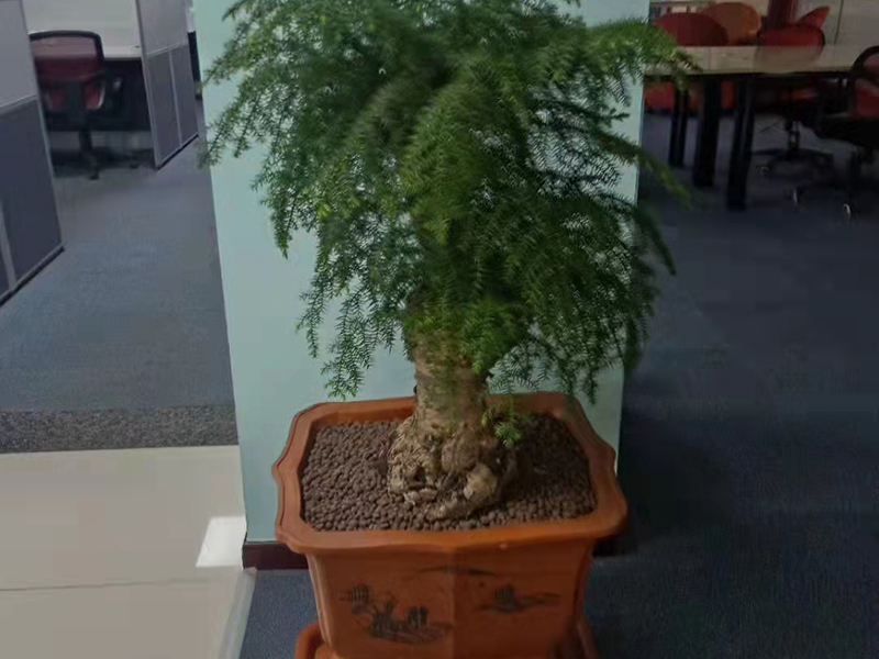 南洋杉