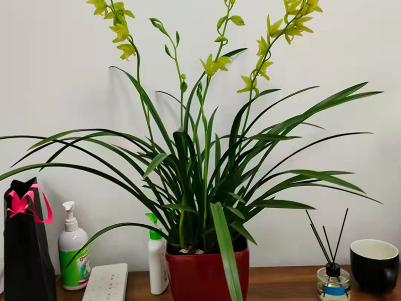 剑兰
