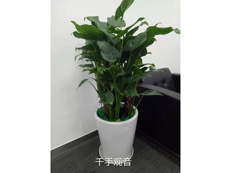 千手观音
