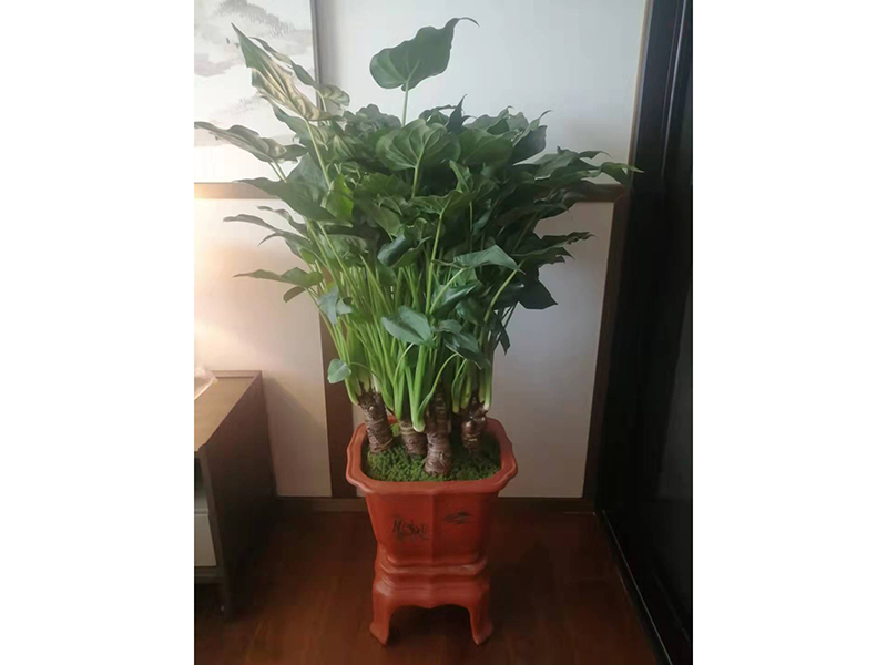千 手 观 音