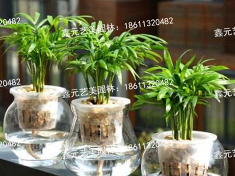 袖珍椰子3