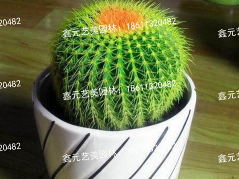 仙人球