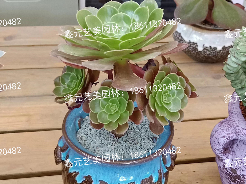 多肉