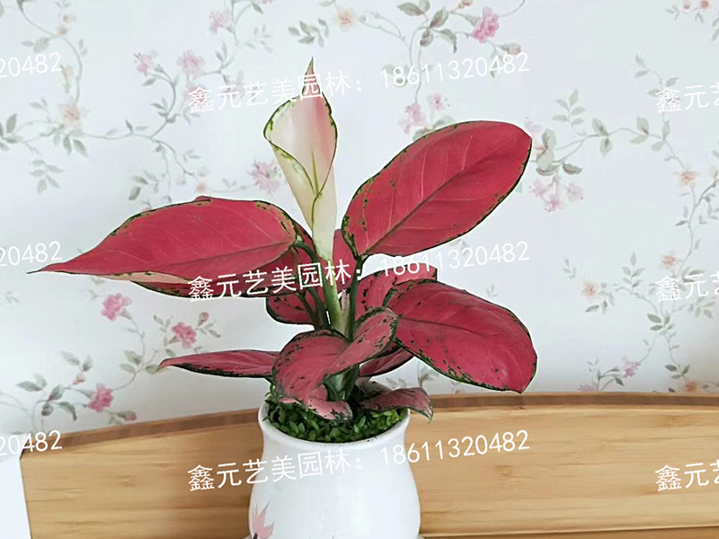 如意