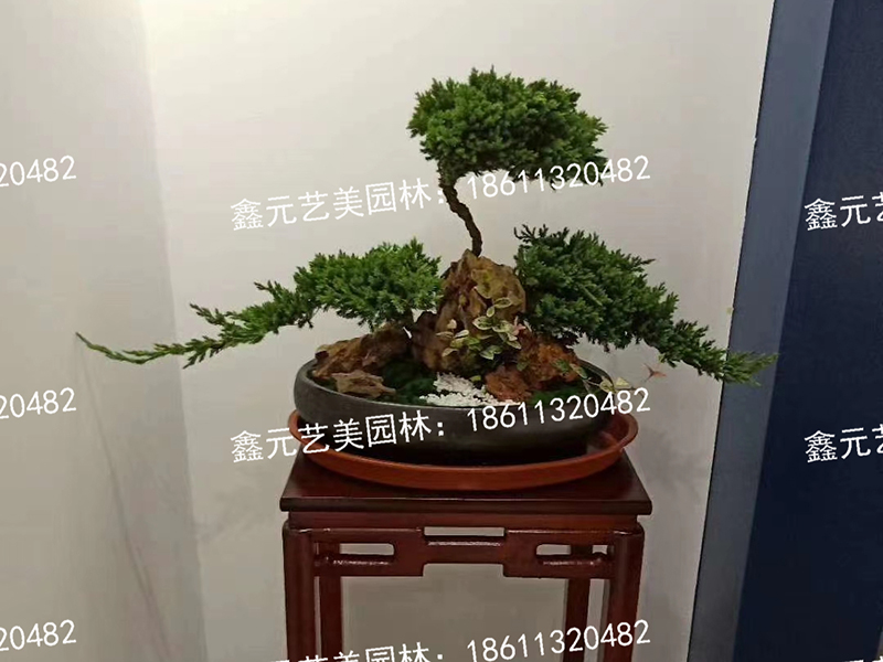 盆景