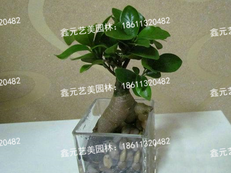 水培榕树