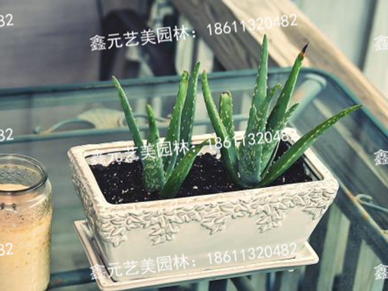 芦荟1