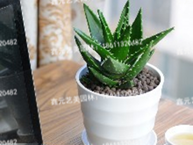 芦荟