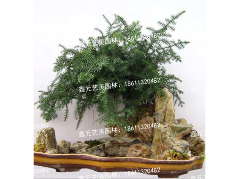澳洲杉