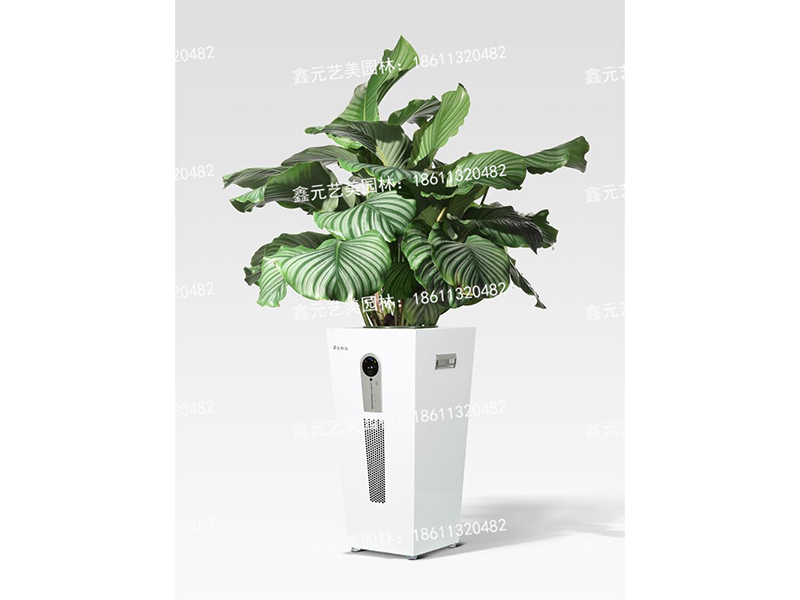 苹果茱萸