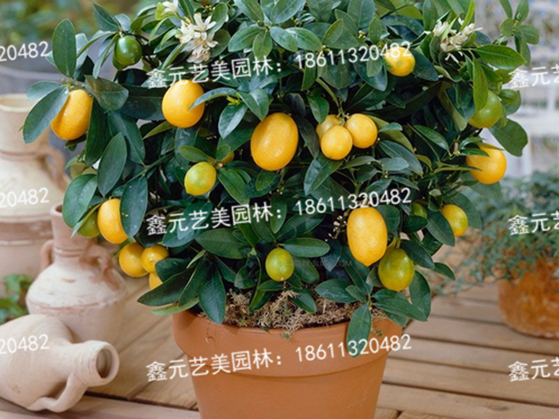 金桔