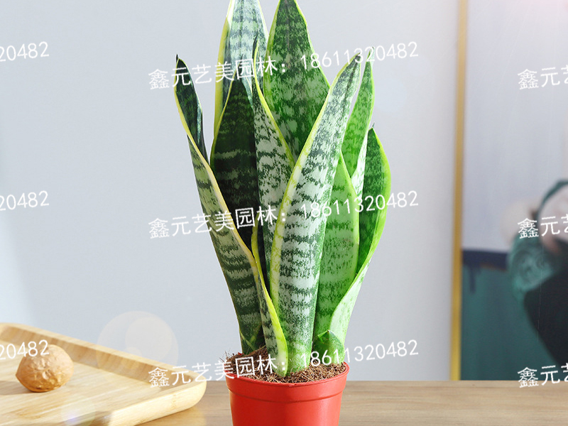 金边虎皮兰2