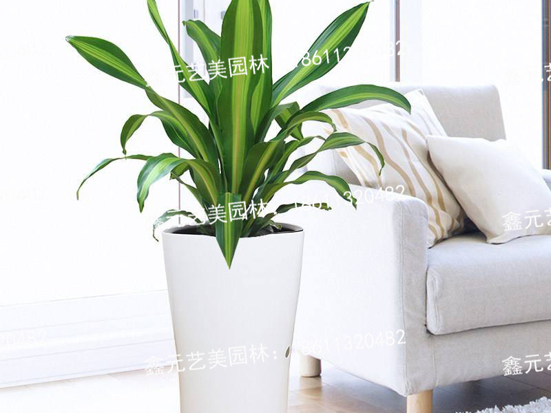 金边巴西铁