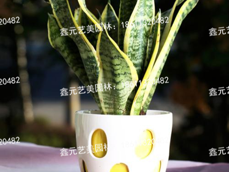虎皮兰1