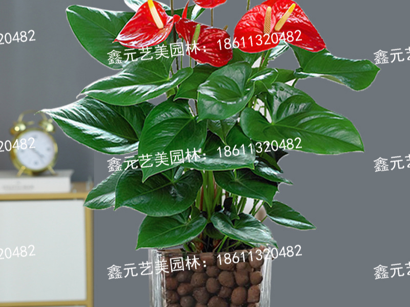 红掌3