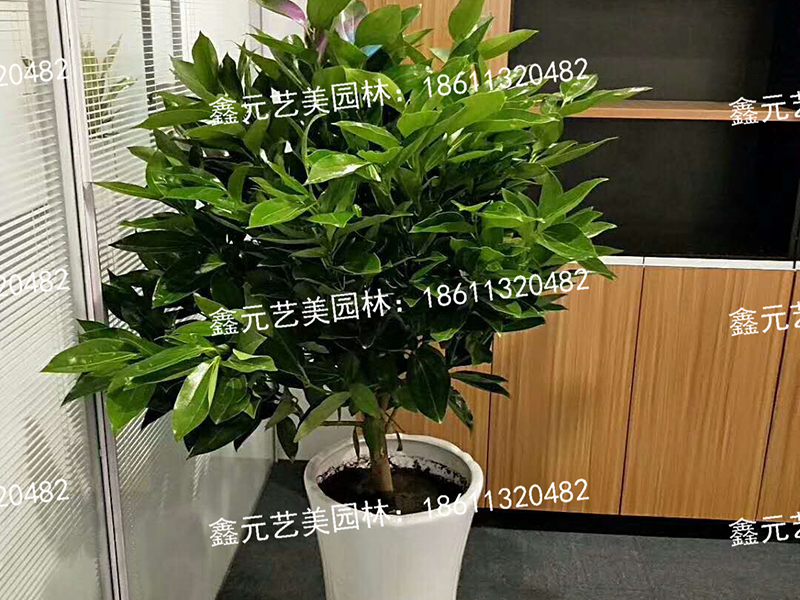 元宝树