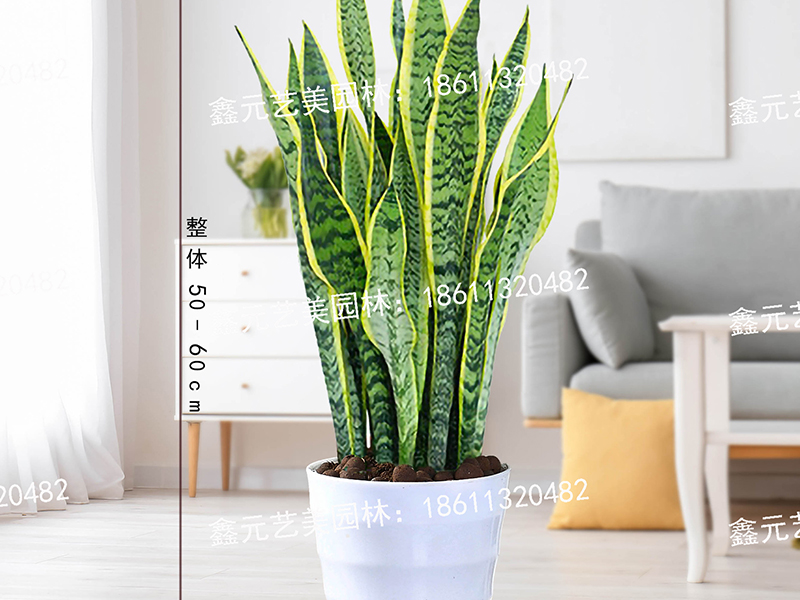 金边虎皮兰