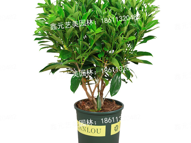 非洲茉莉2