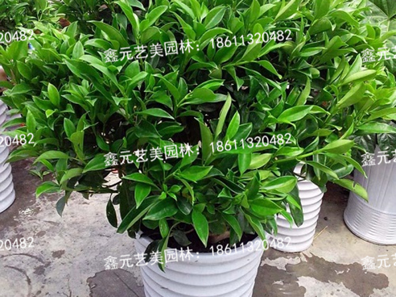非洲茉莉