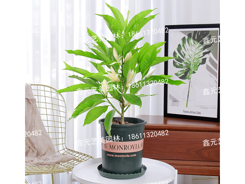 白兰花