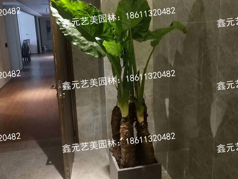 绿岛