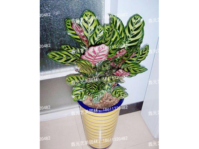 孔雀竹芋