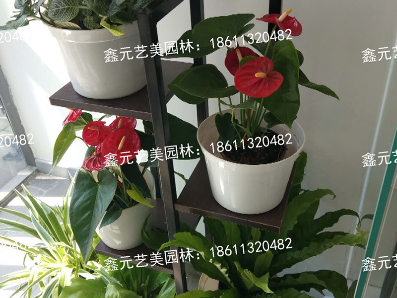 花架组合