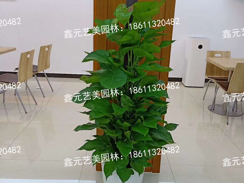 大型植物