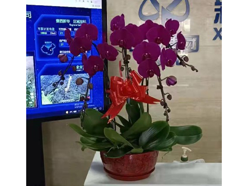 蝴蝶兰