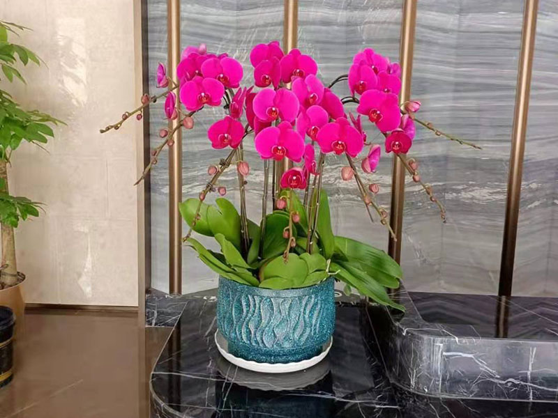 蝴蝶兰