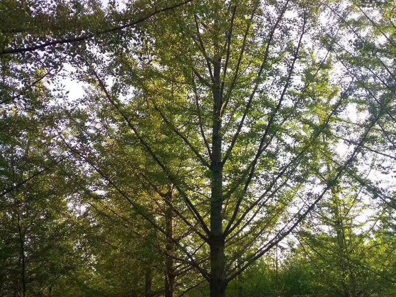 银杏树