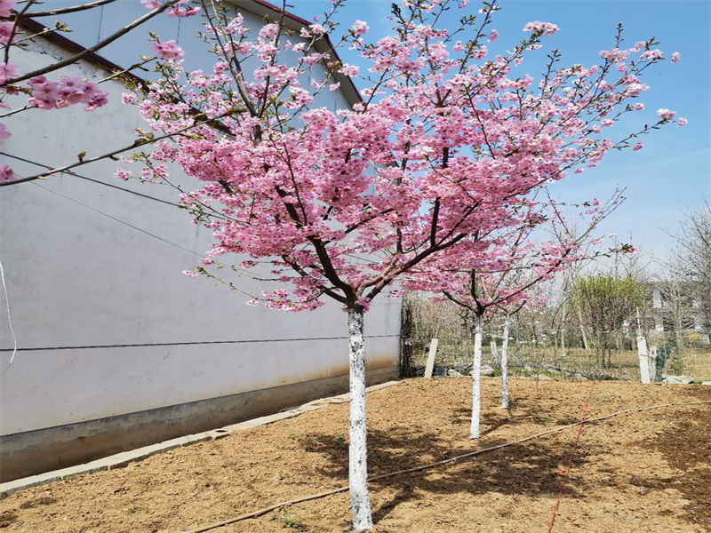 樱花
