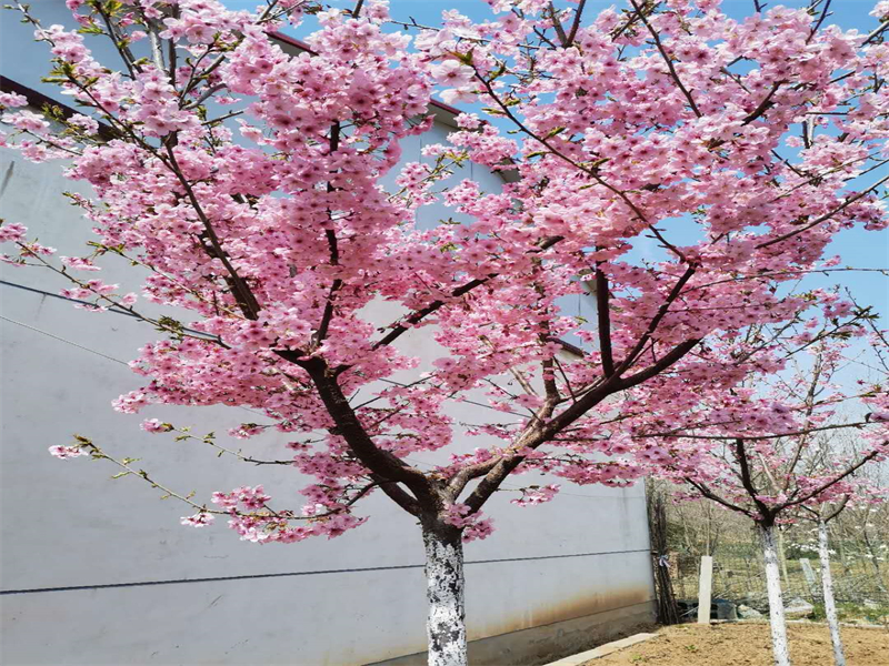 樱花