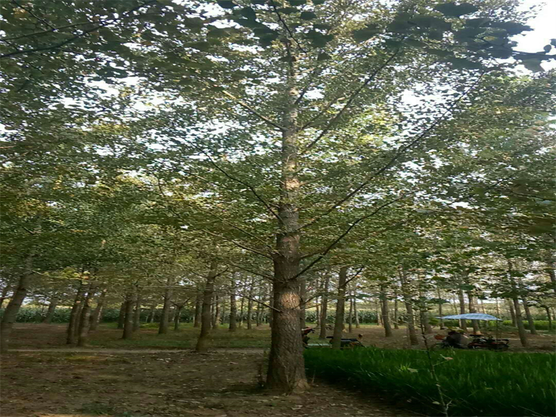 银杏树