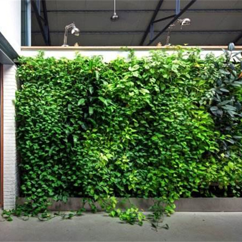 植物墙