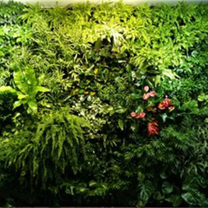 植物墙