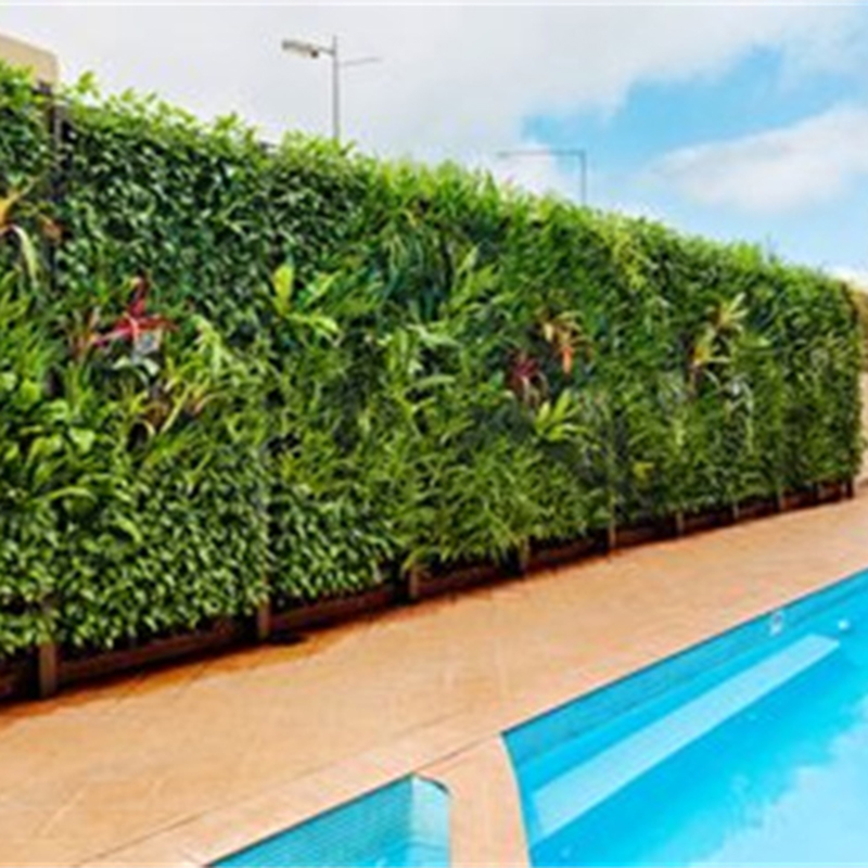 植物墙