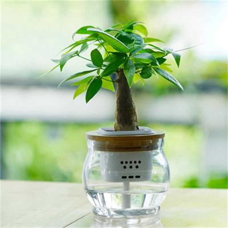 水培绿植