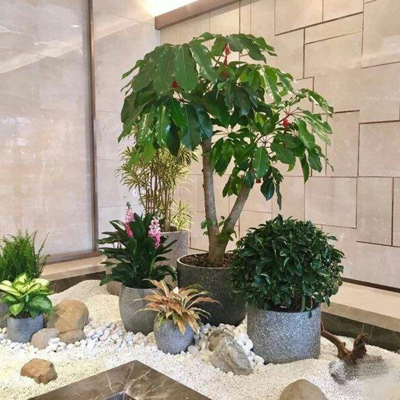 组合绿植